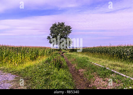 Un albero solone circondato da granturco. Francia sud-ovest crescente Foto Stock