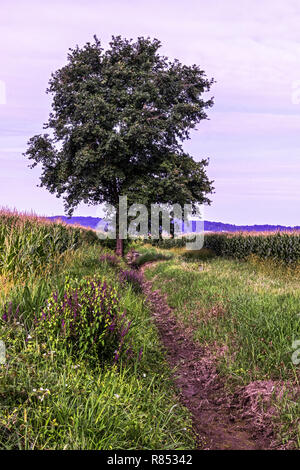 Un lone tree circondato da coltivazioni di mais. Foto Stock
