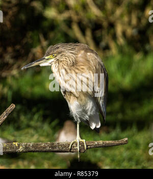 La Sgarza ciuffetto (Ardeola ralliodes) è un piccolo heron trovati in Europa meridionale e in Africa.Questo uccello è in inverno piumaggio. Foto Stock