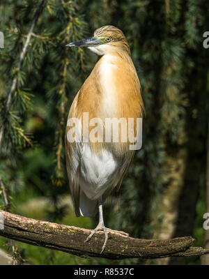 La Sgarza ciuffetto (Ardeola ralliodes) è un piccolo heron trovati in Europa meridionale e in Africa.Questo uccello è in allevamento piumaggio. Foto Stock