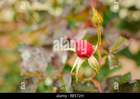 Rosso Opaco rosebud dopo gocce di pioggia close-up con sfondo sfocato Foto Stock