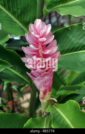 Un unico cono rosa fiore Foto Stock