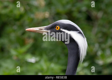 Close up ritratto di una gru demoiselle, blue crane verde con sfondo sfocato. Foto Stock