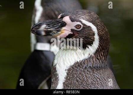 Close up ritratto di un pinguino di Humboldt cercando seriamente. Foto Stock