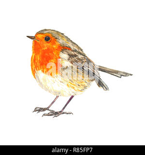 Unione robin (Erithacus rubecula, pettirosso) in piedi isolato illustrazione ad acquerello Foto Stock