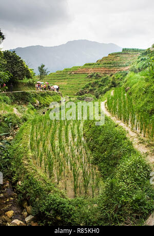 Scena cinese nei bellissimi campi di riso terrazzati a Longsheng. Tian Tou Zhai village di longji terrazza del riso nella provincia di Guangxi della Cina. Foto Stock
