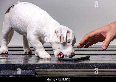 Poco carino jack russel cucciolo lecca smart phone. Bello cane la degustazione del telefono. Foto Stock