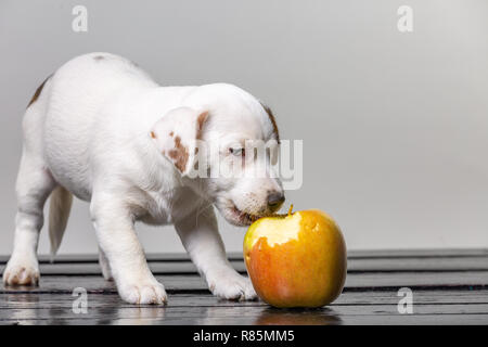 Poco carino jack russel cucciolo lambisce la grande mela. Bello cane degustazione di apple. Foto Stock