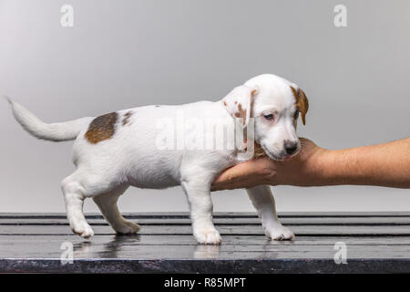 Uomo con grazioso cucciolo Jack Russel in mani. Foto Stock