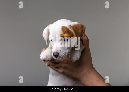 Uomo con grazioso cucciolo Jack Russel in mani. Foto Stock