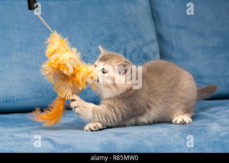 Grigio British gattino gioca con la pelliccia arancione giocattolo sul divano blu, il gatto morde il giocattolo. Foto Stock