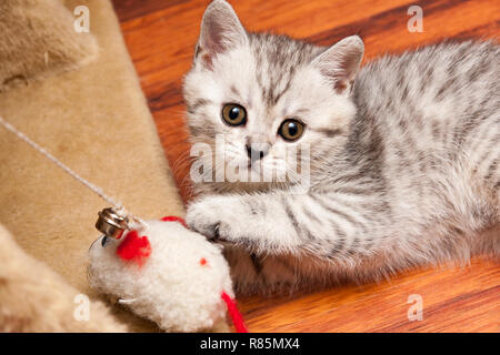 Un piccolo striato grigio bianco British gattino gioca con un giocattolo sdraiato sul pavimento e guardando la telecamera, vista dall'alto. Foto Stock