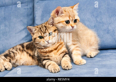Due graziosi Golden British gattini con gli occhi verdi si siedono su un divano blu, un gattino abbracci gli altri con la sua zampa. Foto Stock