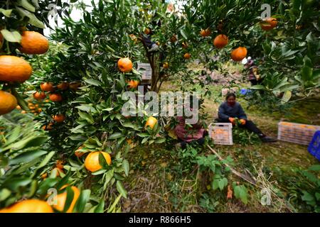 Qiandongnan, della Cina di Guizhou. Xiii Dec, 2018. Gli agricoltori pick ponkans, una sorta di arancione, a Fangsheng villaggio di Danzhai contea di Qiandongnan Miao e Dong prefettura autonoma, a sud-ovest della Cina di Guizhou, Dic 13, 2018. Fangsheng Village è stato conosciuto come un "villaggio di ponkans", vantando una ponkan crescente area di oltre 540 um (36 ettari). Credito: Yang Wukui/Xinhua/Alamy Live News Foto Stock