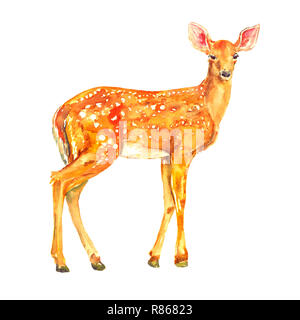 Young Mule Deer (Odocoileus hemionus) in piedi, isolato illustrazione ad acquerello Foto Stock