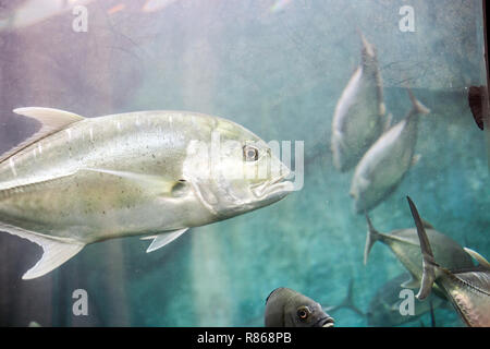 Jack Crevalle pesce d'argento. Caranx hippos o giallo cavalli pesce nuotare in acquario Foto Stock