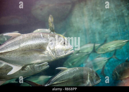 Jack Crevalle pesce d'argento. Caranx hippos o giallo cavalli pesce nuotare in acquario Foto Stock