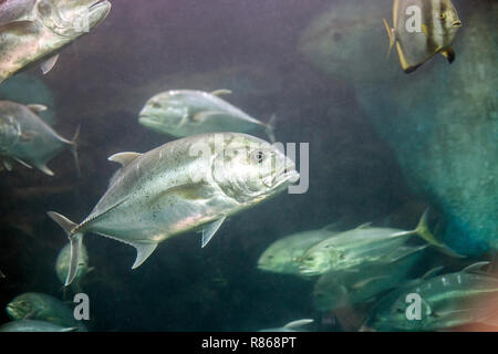 Jack Crevalle pesce d'argento. Caranx hippos o giallo cavalli pesce nuotare in acquario Foto Stock