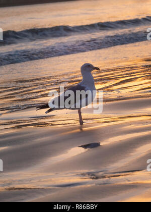 Sea Gull in piedi su una gamba sola in acqua, mentre l'onda si sta avvicinando. Vista da vicino nei colori del tramonto Foto Stock