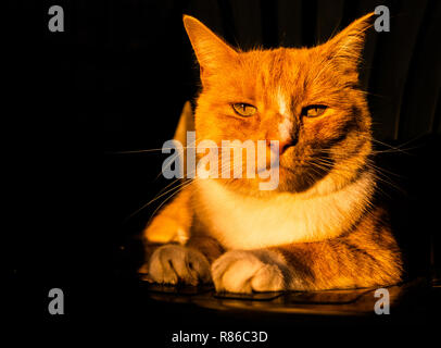 Lo zenzero Tabby Cat Close up Abstract Foto Stock