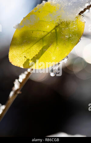 verde Foto Stock