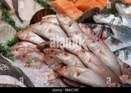 Lutiano rosso Pesce sul visualizzatore in corrispondenza di un pescivendoli a Leeds, West Yorkshire, Inghilterra, Regno Unito. Foto Stock