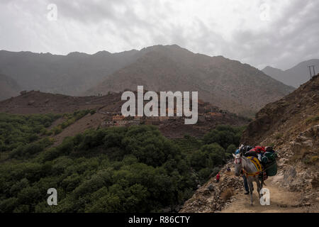 Imlil, Marocco - 26 Settembre 2017: Asino trekkers trasporto bagagli fino in Atlas Mountains Foto Stock