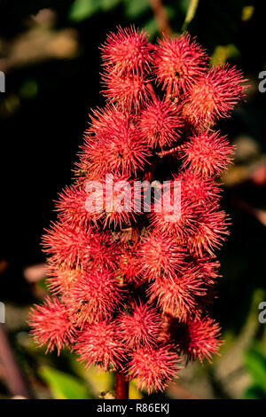 Macro close up di una fioritura di olio di ricino impianto (Ricinus communis) con sfondo bokeh di fondo Foto Stock