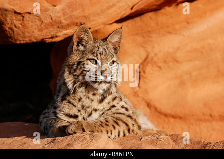 Bobcat (Lynx rufus) giacente su rocce rosse Foto Stock