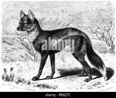 Canis adustus - Brehm. Foto Stock