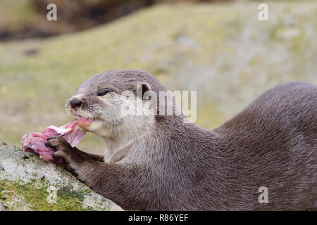 Close up ritratto di un breve orientali artigliato otter mangiare Foto Stock