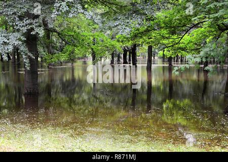 Parco allagato durante un diluvio di Magdeburgo in Germania Foto Stock