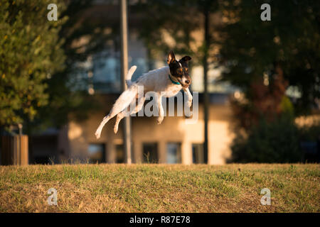 Parson Russel Terrier jumping Foto Stock