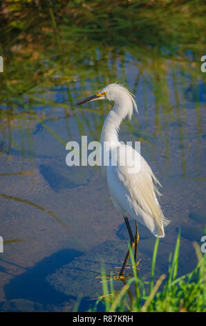 Snowy Garzetta (Egretta thuja) lungo la riva di Expo Park Pond cercando di pesci piccoli, Aurora Colorado US. Foto scattata in luglio. Foto Stock