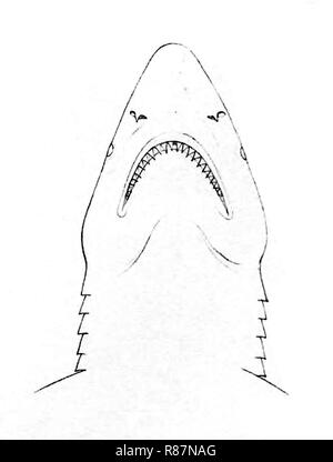Carcharhinus falciformis testa. Foto Stock
