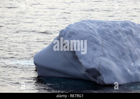 Grönland Disko Bucht: Ein Schaf im Eisfell? Foto Stock