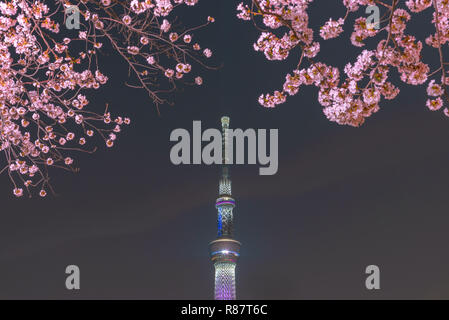 Tokyo Skytree Tower con fiori di ciliegio in piena fioritura presso il parco Sumida. Foto Stock