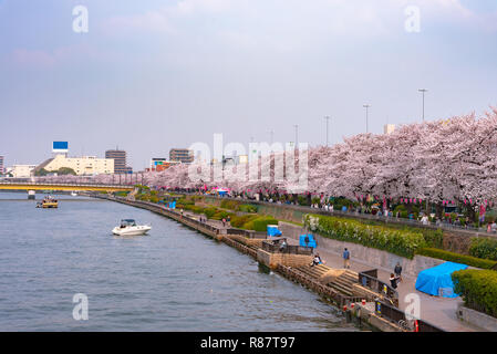 Asakusa il parco Sumida Cherry Blossom Festival. In primavera, Fiume Sumida è circondato da fiori di ciliegio. Foto Stock