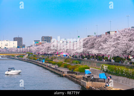 Asakusa il parco Sumida Cherry Blossom Festival. In primavera, Fiume Sumida è circondato da fiori di ciliegio. Foto Stock