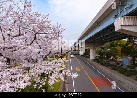Asakusa il parco Sumida Cherry Blossom Festival. In primavera, Fiume Sumida è circondato da fiori di ciliegio. Foto Stock