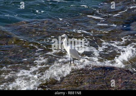 Airone bianco uccello sulla costa rocciosa terreno dal mare Mallorca, Spagna. Foto Stock