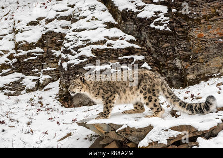 Snow Leopard arroccato su di un bordo di battuta in caso di neve Foto Stock