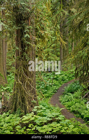 WA15506-00...WASHINGTON - la vecchia miniera Trail a cui si accede dal fiume di carbonio Road/sentiero tortuoso attraverso la foresta pluviale temperata in Mount Rainier National Foto Stock