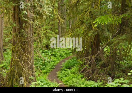 WA15507-00...WASHINGTON - la vecchia miniera Trail a cui si accede dal fiume di carbonio Road/sentiero tortuoso attraverso la foresta pluviale temperata in Mount Rainier National Foto Stock