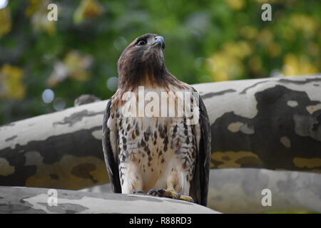 Falco munito rosso Foto Stock