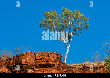 Ghost Gum diritto permanente presso la scogliera nella magnifica Catena Montuosa di MacDonnell. Foto Stock