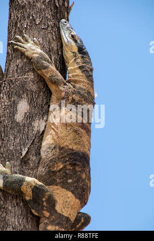 "Bell' o fase a bande di pizzo Monitor "Varanus varius' Foto Stock