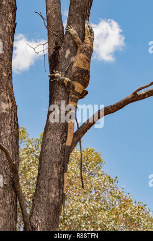 "Bell' o fase a bande di pizzo Monitor "Varanus varius' Foto Stock