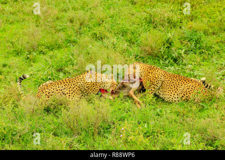 Due maschi adulti di ghepardi mangia un giovane o GNU GNU nella vegetazione del Parco Nazionale di Tarangire e, Tanzania Africa. Foto Stock