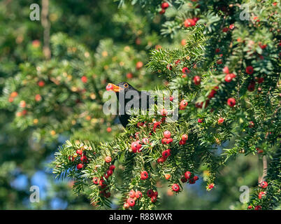 Merlo Turdus merula alimentazione maschio su yew bacche di Norfolk nel cortile della chiesa Foto Stock